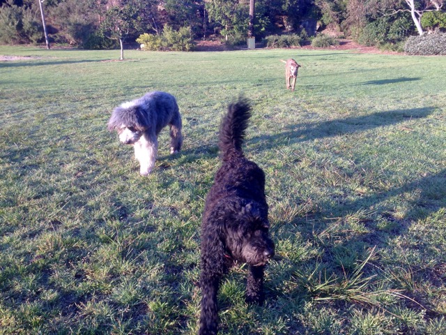 Shoelace, Coco and Wilbur